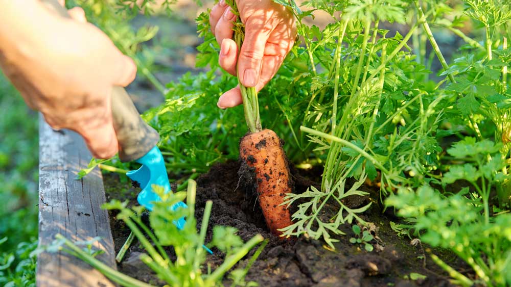 person pulling carrot out of garden