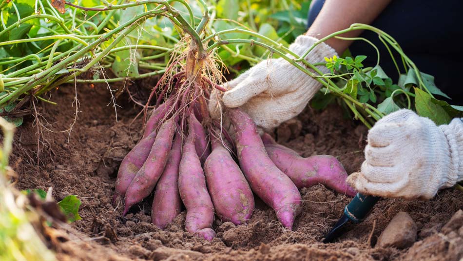 person pulling kumera out of garden