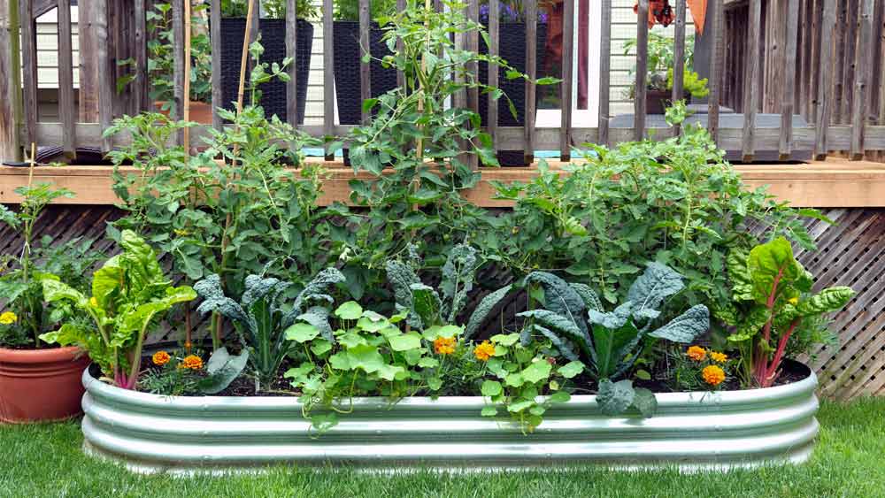 Vegetables growing in home garden