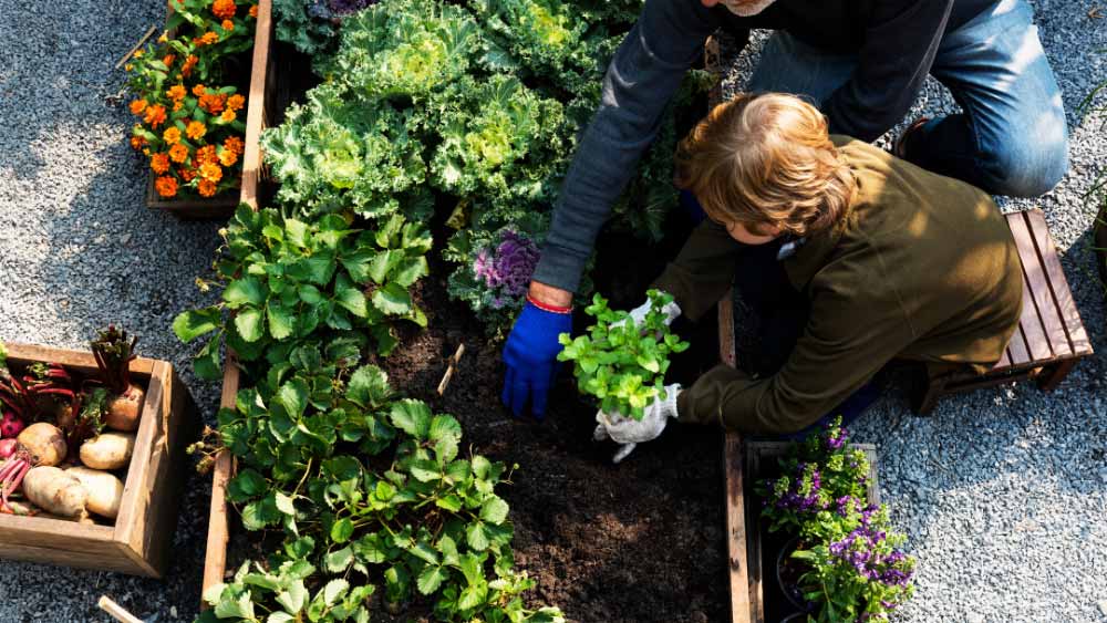 Parent and child gardening